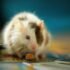 Rodent Control, Insect Extermination, Preventative Treatments and MORE!
